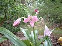 Crinum Pink_3 